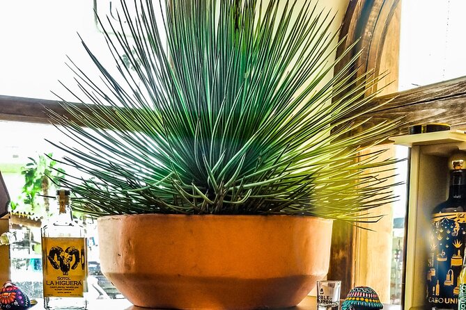 Cabo San Lucas Tequila Tasting Experience - Who Should Book This (and Who Might Not Love It)