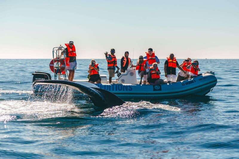 Cabo San Lucas: Up-Close Whale Watching Small-Group Tour - Why Cabo San Lucas works so well for whale watching
