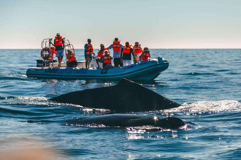 Cabo San Lucas: Up-Close Whale Watching Small-Group Tour - What’s included, what isn’t, and how to avoid surprises