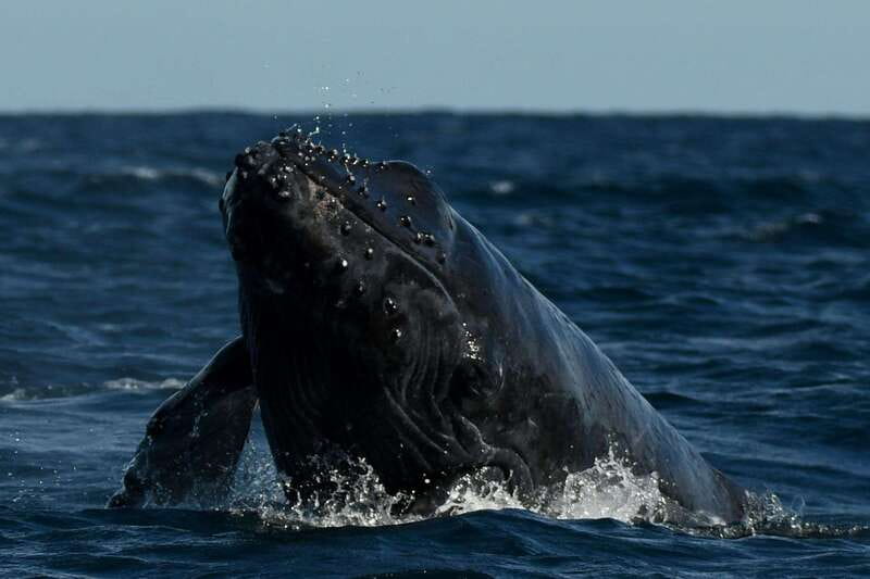 Cabo San Lucas: Up-Close Whale Watching Small-Group Tour - How guides teach you whale behavior without killing the vibe