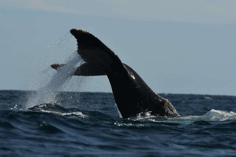 Cabo San Lucas: Up-Close Whale Watching Small-Group Tour - Finding whales: up close, but with rules that keep it ethical