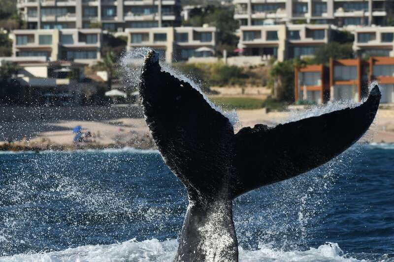 Cabo San Lucas: Up-Close Whale Watching Small-Group Tour - What you might see: whales, calves, dolphins, and sea lions