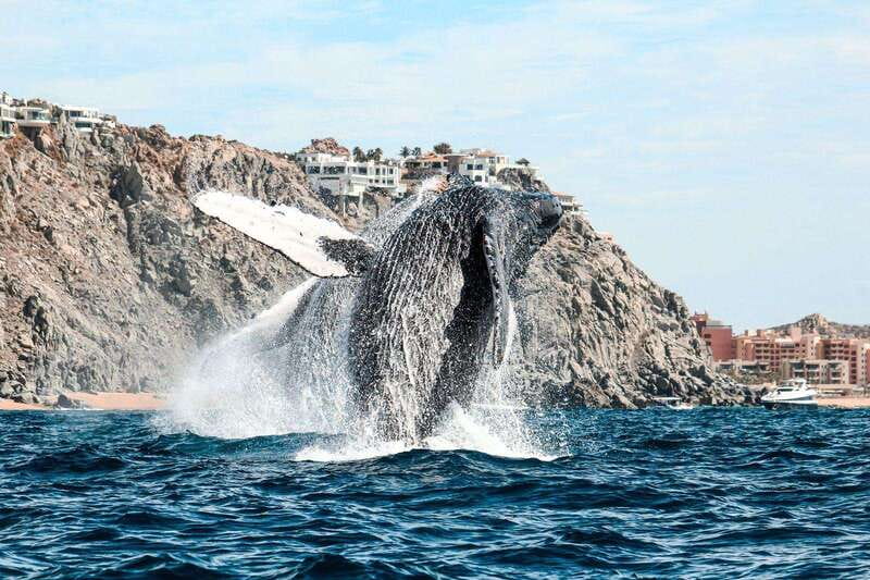 Cabo San Lucas: Up-Close Whale Watching Small-Group Tour - Comfort and safety: who should think twice