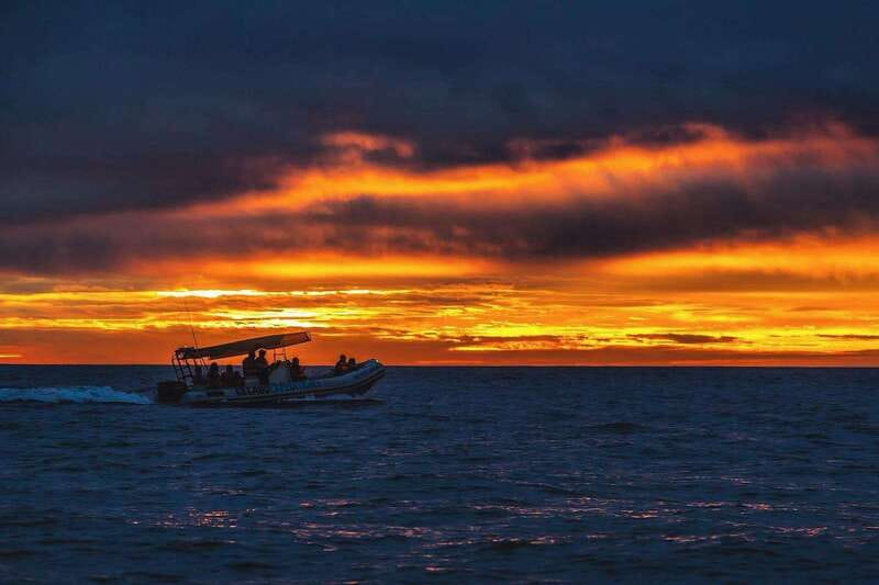 Cabo San Lucas: Up-Close Whale Watching Small-Group Tour - Price and value: what $115 gets you in Cabo terms