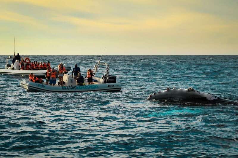 Cabo San Lucas: Up-Close Whale Watching Small-Group Tour - Where you start: La Terminal de Cabo Marina details that matter