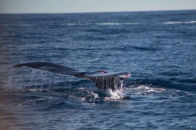 Cabo San Lucas: Whale Watching Breakfast Cruise - Finding La Terminal de Cabo and Dock 0 fast