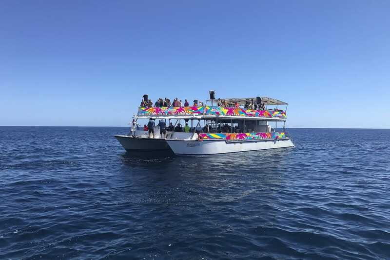 Cabo San Lucas: Whale Watching Breakfast Cruise - Whale watching guidelines and getting close the right way