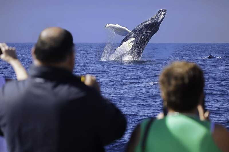 Cabo San Lucas: Whale Watching Breakfast Cruise - Photo sales on board: a smart way to handle the $60 pitch