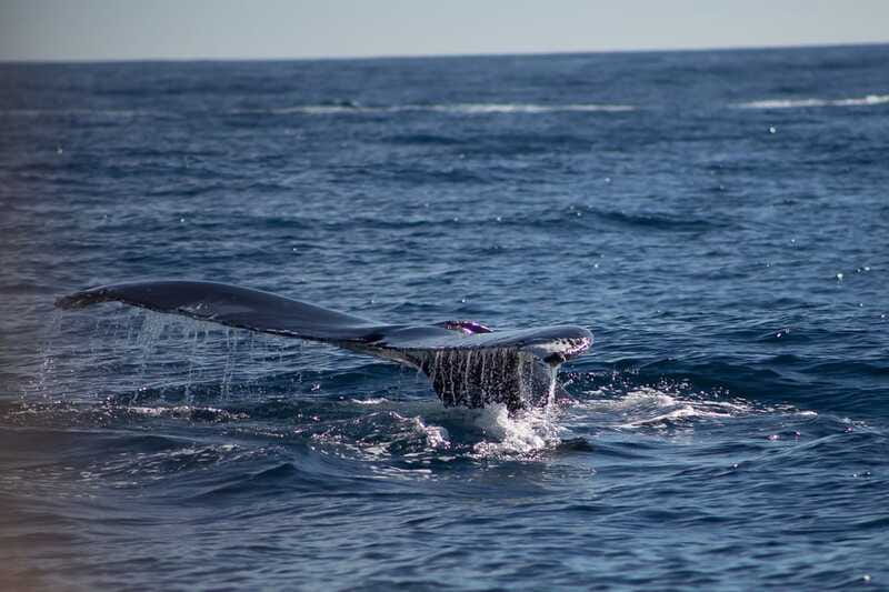 Cabo San Lucas: Whale Watching Breakfast Cruise - Booking tips that actually help