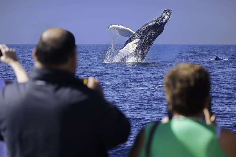 Cabo San Lucas: Whale Watching Breakfast Cruise - MC Victor and the marine biologist: how the talk stays practical