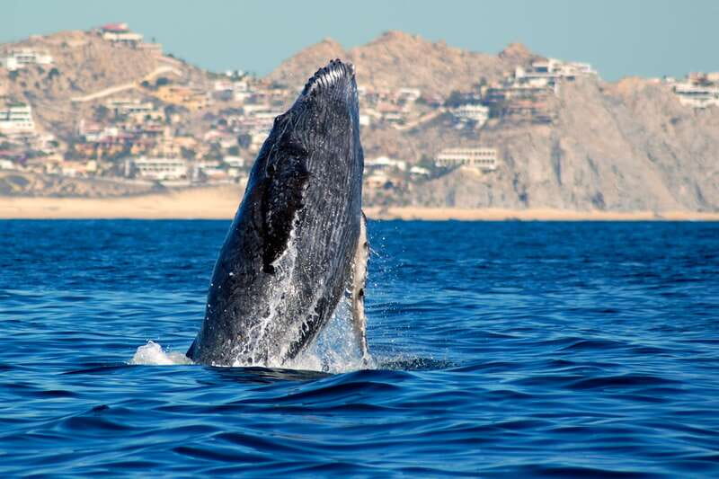 Cabo San Lucas: Whale Watching Catamaran Experience - Key things that make this whale trip worth your time