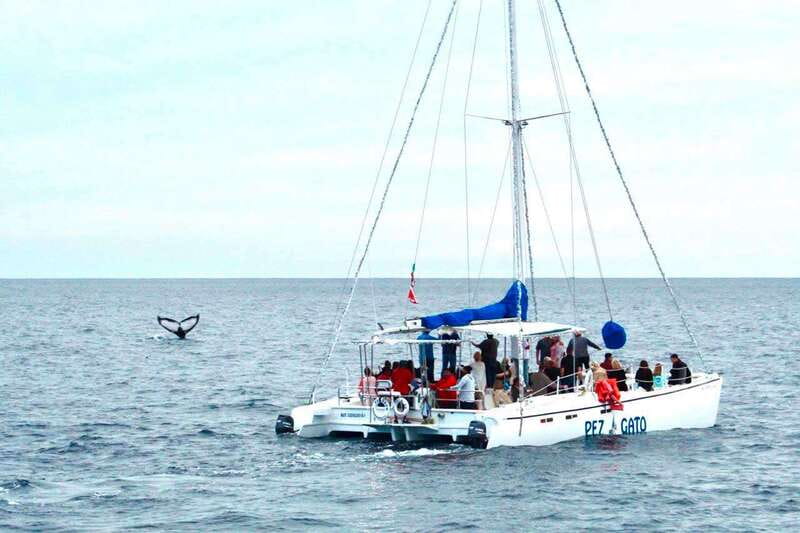 Cabo San Lucas: Whale Watching Catamaran Experience - Cabo’s whale watching, timed for real life (2 hours, not half a day)