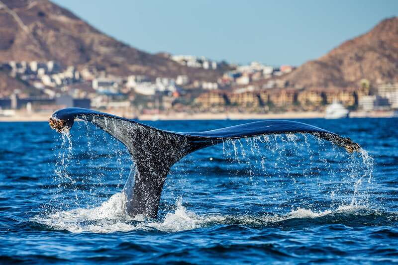 Cabo San Lucas: Whale Watching Catamaran Experience - Landmark passes: Lover’s Beach and Land’s End from a whale’s-eye view