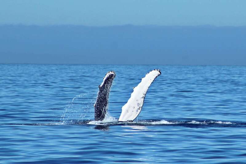 Cabo San Lucas: Whale Watching Experience on Catamaran - Key things you’ll remember from this Cabo whale catamaran