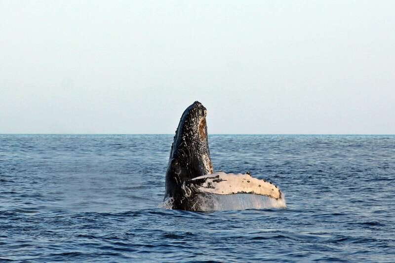 Cabo San Lucas: Whale Watching Experience on Catamaran - Why Cabo whale watching feels different than a quick boat ride