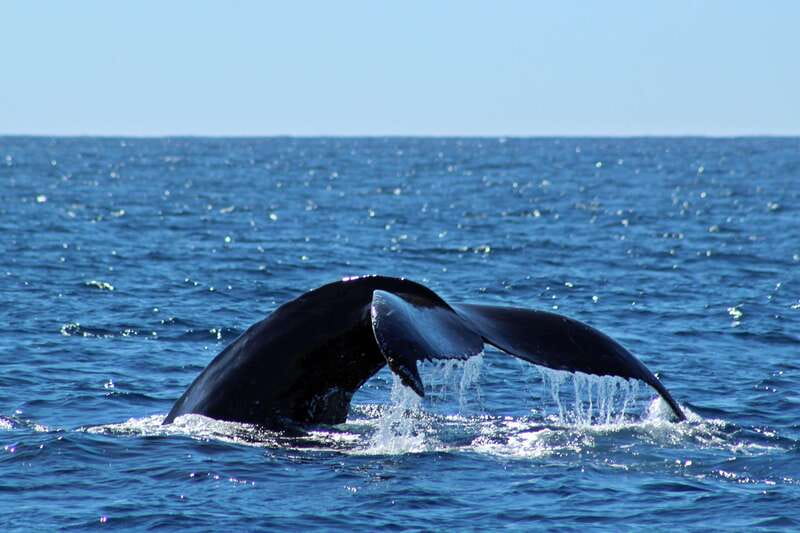 Cabo San Lucas: Whale Watching Experience on Catamaran - Hearing whales with hydrophones (and actually understanding what you see)