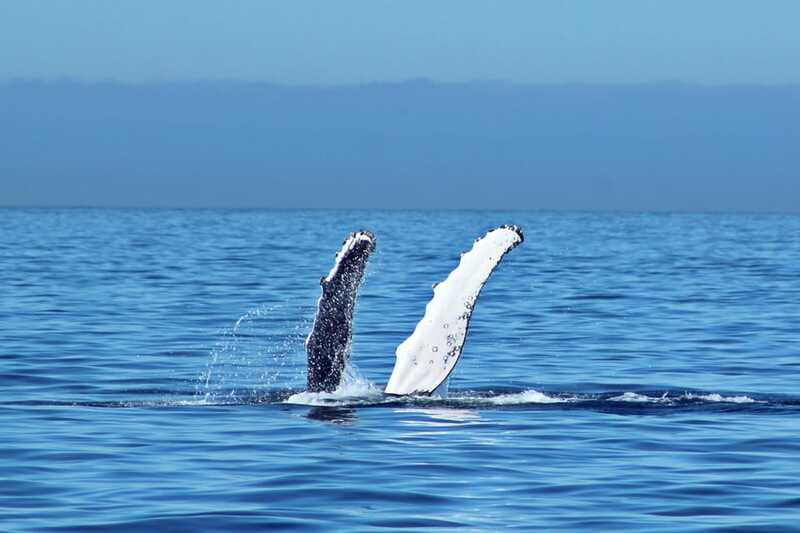 Cabo San Lucas: Whale Watching Experience on Catamaran - The whale route also showcases Cabo’s coastline icons
