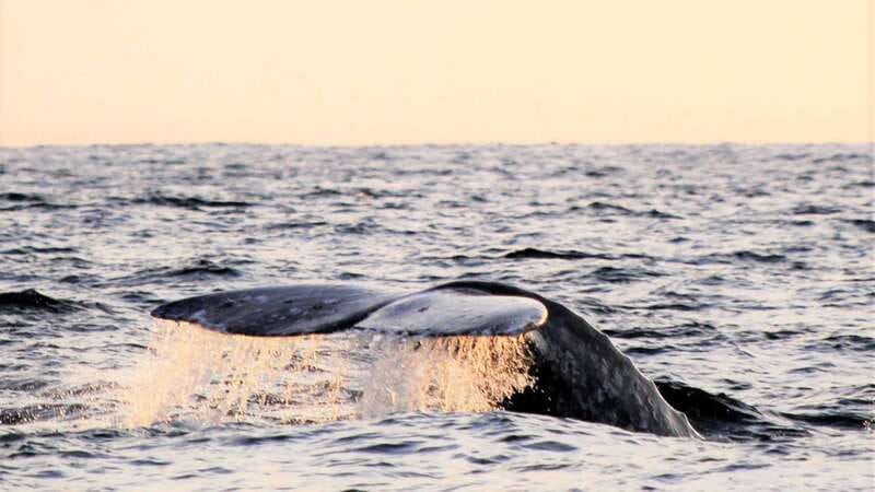 Cabo San Lucas: Whale Watching Experience on Catamaran - AM vs PM food on board: what’s included with your whale time
