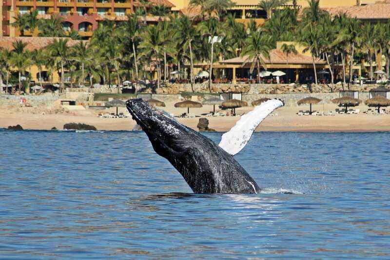 Cabo San Lucas: Whale Watching Experience on Catamaran - Catamaran cruising to the Pacific: how the day flows