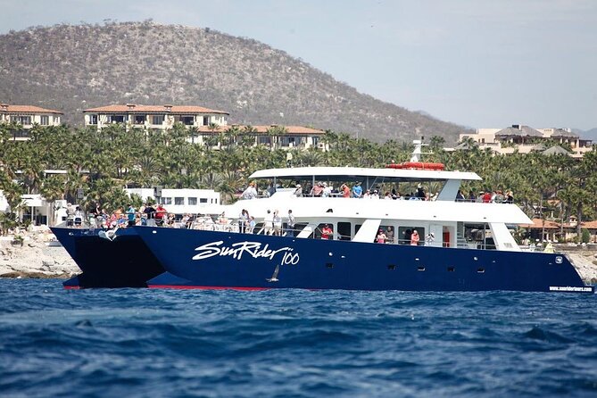 Cabo San Lucas Whale Watching Lunch Cruise - What You’re Really Buying for $115 in Cabo