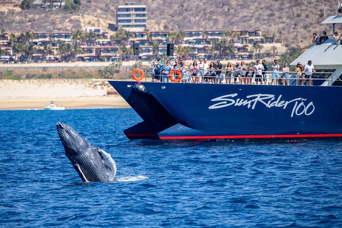 Cabo San Lucas Whale Watching Lunch Cruise - Price and Value: Is $115 a Good Deal in Cabo?