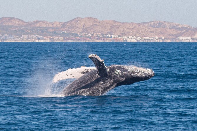 Cabo San Lucas Whale Watching Lunch Cruise - Final Call: Should You Book This Whale Watching Lunch Cruise?