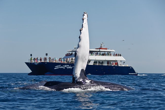 Cabo San Lucas Whale Watching Lunch Cruise - El Arco Photo Stop: Quick, Useful, and Not a Time Sink