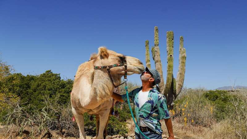 Cabo: Todo Santos Tour with Camel Ranch, Tequila and Lunch - Oceanfront Mexican buffet lunch, quesadillas, and salsas