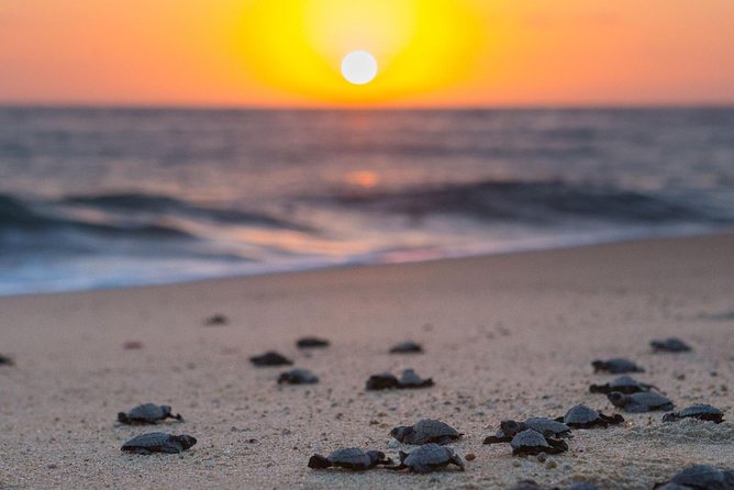 Cabo Turtle Release - Transport and what happens once you’re on the way