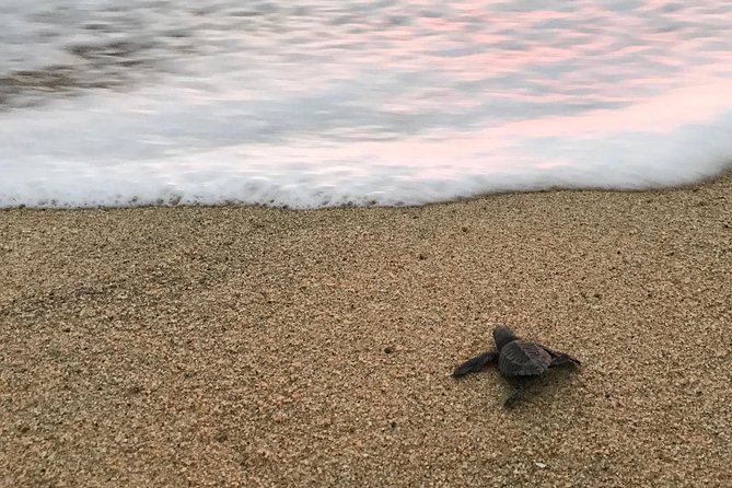 Cabo Turtle Release - The marine biologist talk: Olive Ridley turtles in plain language