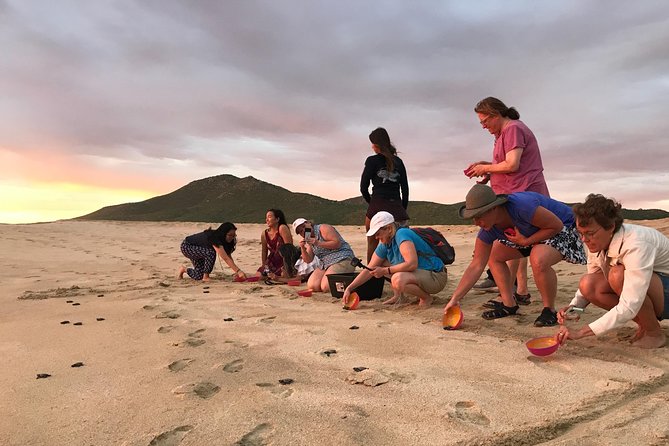 Cabo Turtle Release - The release moment: what you do, what you’ll see, and how it feels
