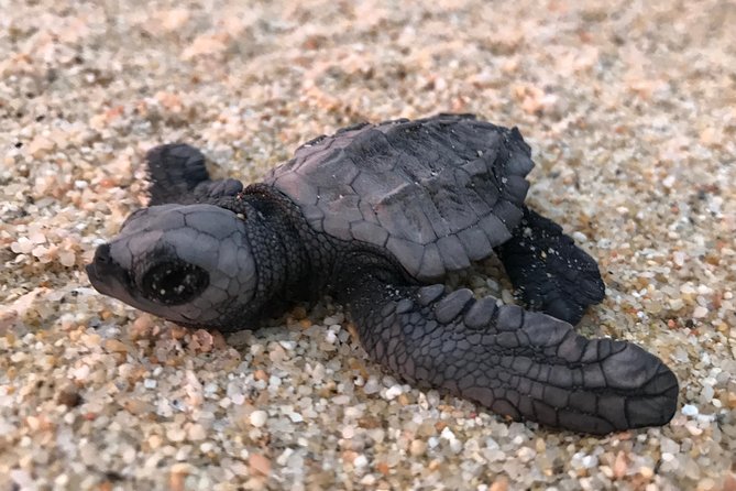 Cabo Turtle Release - Who this tour fits best (and who should think twice)
