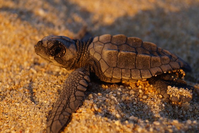 Cabo Turtle Release - Things to consider before you book in Cabo: weather, logistics, expectations