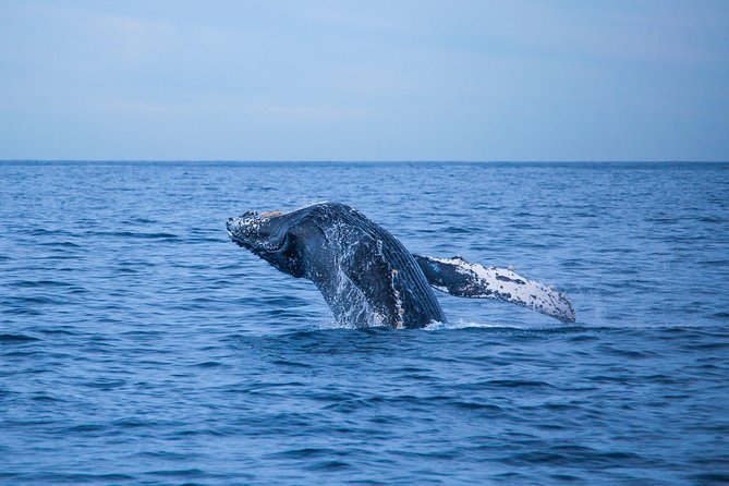 Cabo Whale Watch Three-Level Vessel and Majestic Arch - Whale search for gray and humpback whales (and how to play it smart)