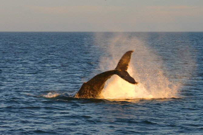 Cabo Whale Watch Three-Level Vessel and Majestic Arch - Breakfast, open bar, and DJ music: what the onboard vibe adds