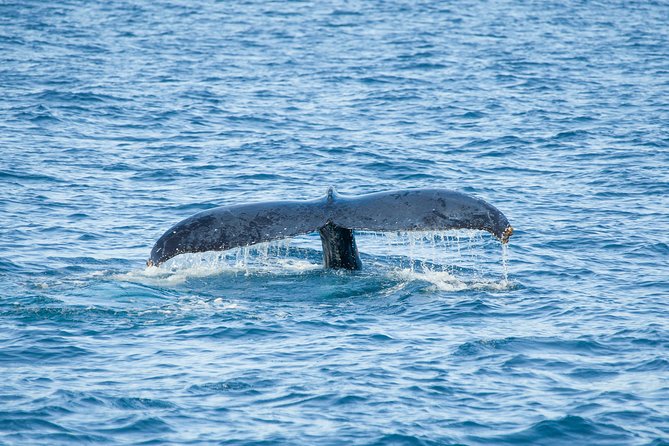 Cabo Whale Watch Three-Level Vessel and Majestic Arch - The crew and the experience energy