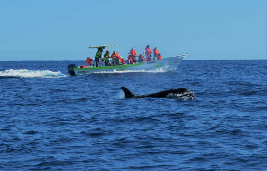 Cabo: Whale-Whatching Boat Trip w/ All-Women Crew and Photos - Key things I’d underline before you book