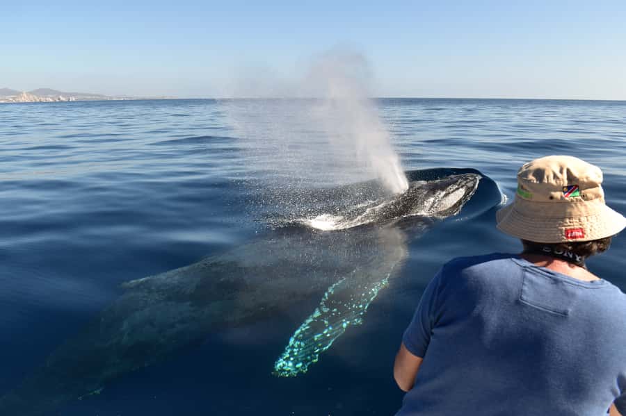 Cabo: Whale-Whatching Boat Trip w/ All-Women Crew and Photos - Women-led Cabo Nature crews bring a quieter, more caring feel