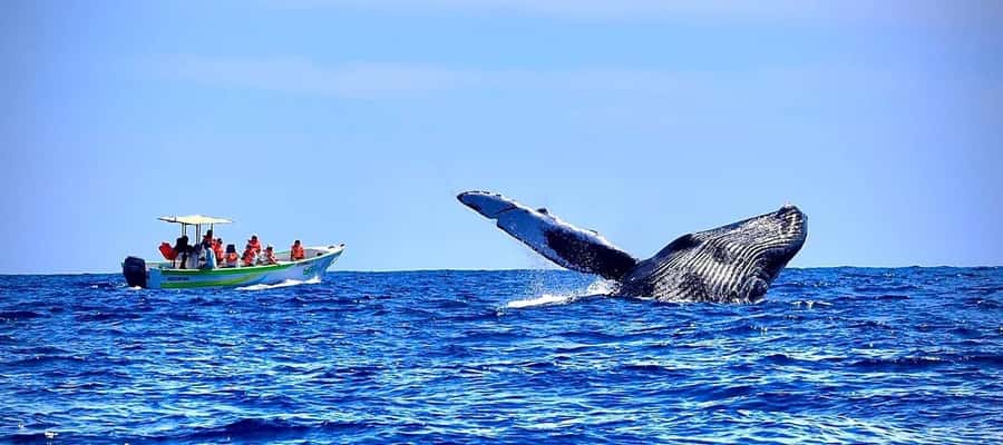 Cabo: Whale-Whatching Boat Trip w/ All-Women Crew and Photos - The hydrophone: hearing humpbacks sing underwater