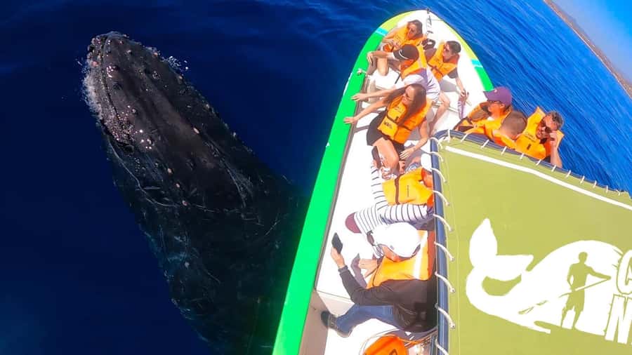 Cabo: Whale-Whatching Boat Trip w/ All-Women Crew and Photos - Boat comfort, spotting angles, and why small matters