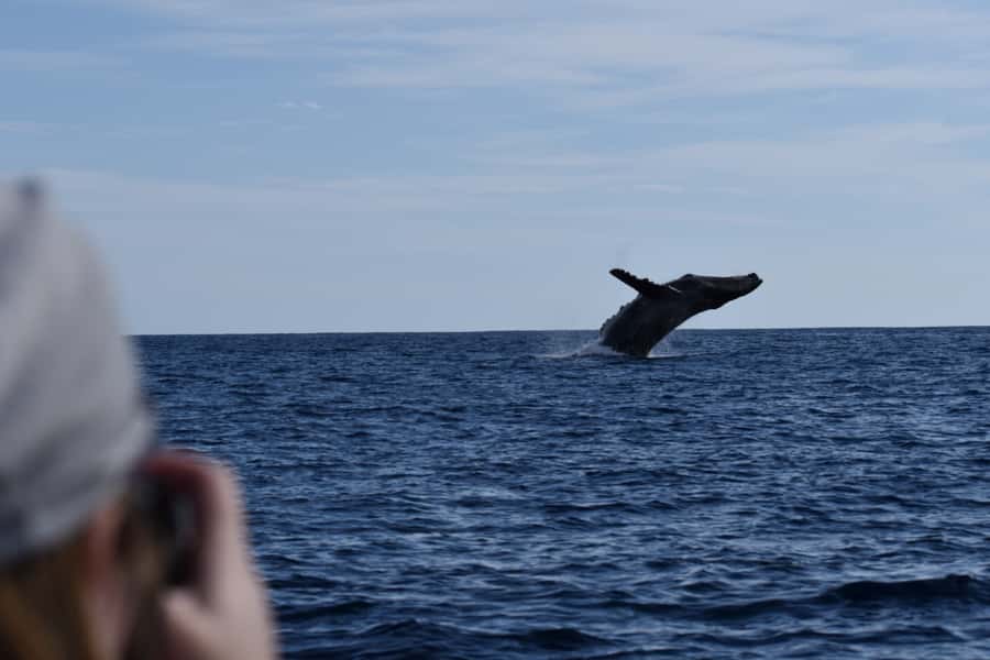 Cabo: Whale-Whatching Boat Trip w/ All-Women Crew and Photos - Price and value: why $91 can make sense here