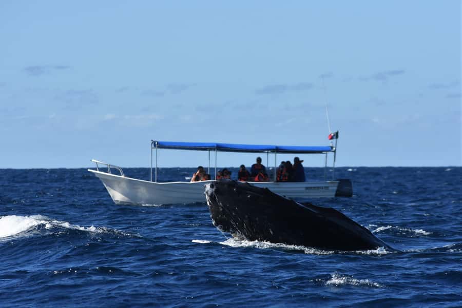 Cabo: Whale-Whatching Boat Trip w/ All-Women Crew and Photos - What you might see besides humpbacks