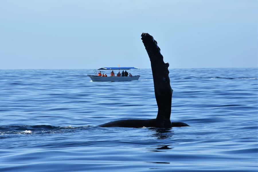 Cabo: Whale-Whatching Boat Trip w/ All-Women Crew and Photos - Who this tour fits best (and who should skip)