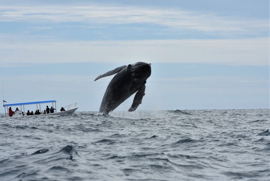 Cabo: Whale-Whatching Boat Trip w/ All-Women Crew and Photos - Logistics you should know before you head to the dock