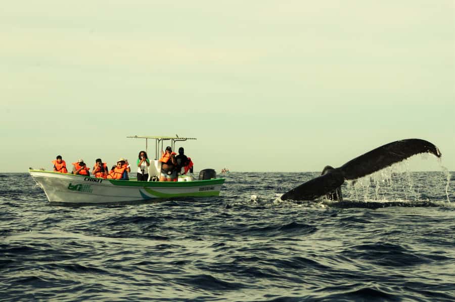 Cabo: Whale-Whatching Boat Trip w/ All-Women Crew and Photos - From the Arch photo stop to real whale searching
