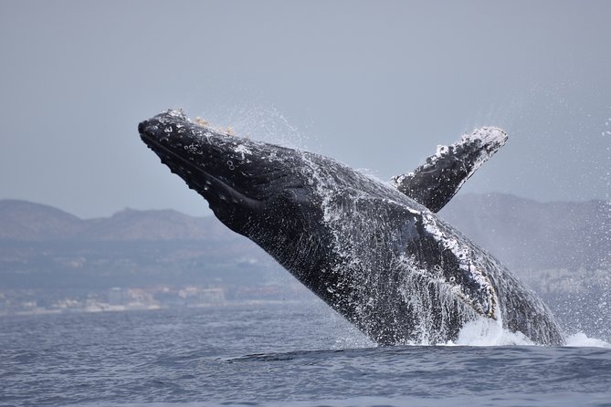 Cabo Wildlife Safari - The First Big Landmark: Arch of Cabo San Lucas