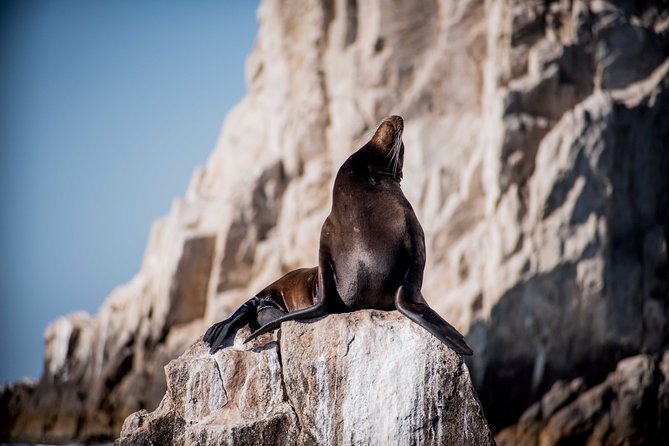 Cabo Wildlife Safari - Seasonal Wildlife Targets: Whales, Orcas, Mobula Rays, and More