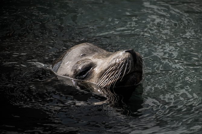Cabo Wildlife Safari - Snorkeling Time: Gear Is Included, Guidance Is the Real Key