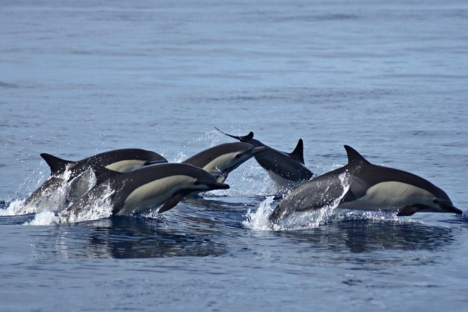 Cabo Wildlife Safari - What’s Included vs. What You’ll Handle Yourself
