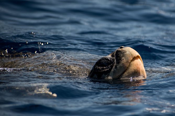 Cabo Wildlife Safari - Who This Tour Fits Best (and Who Should Think Twice)